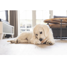 Cățel Golden Retriever stă întins pe podea și se joacă cu o jucărie din frânghie.