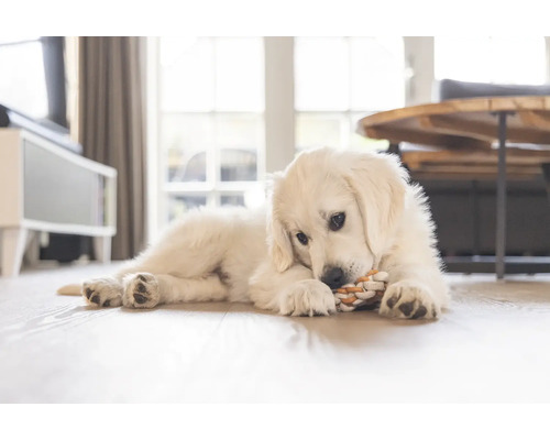 Cățel Golden Retriever stă întins pe podea și se joacă cu o jucărie din frânghie.