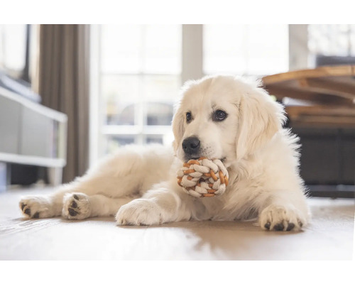 Un câine stă întins pe podea cu o jucărie din sfoară.