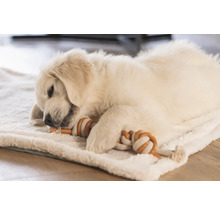 Un pui de Golden Retriever stă întins pe o pătură și mestecă o jucărie.