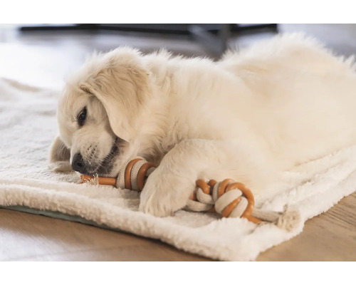 Un pui de Golden Retriever stă întins pe o pătură și mestecă o jucărie.