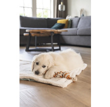 Un living luminos cu un pui de Golden Retriever care stă întins pe o pătură moale și se joacă cu o jucărie din frânghie