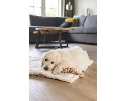 Un living luminos cu un pui de Golden Retriever care stă întins pe o pătură moale și se joacă cu o jucărie din frânghie