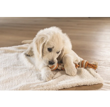 Pui de Golden Retriever se joacă cu o jucărie din sfoară pe o pătură