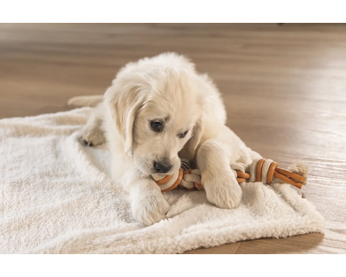 Pui de Golden Retriever se joacă cu o jucărie din sfoară pe o pătură