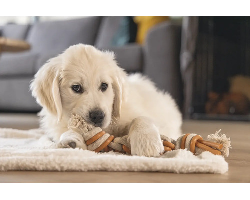 Un pui Golden Retriever deschis la culoare stă întins pe un covor și mestecă o jucărie din sfoară.