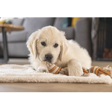 Pui de Golden Retriever stă întins pe un covor și roade o jucărie