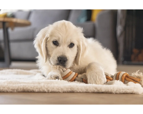 Pui de Golden Retriever stă întins pe un covor și roade o jucărie