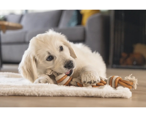 Un cățeluș Golden Retriever stă întins pe un covor și roade o jucărie din frânghie.