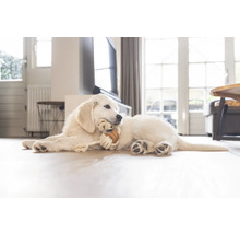 Un cățeluș Golden Retriever stă întins pe podea și mestecă o jucărie