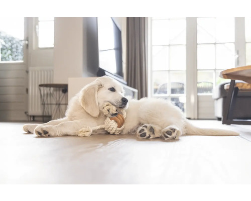 Un cățeluș Golden Retriever stă întins pe podea și mestecă o jucărie