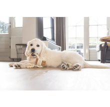 Un pui de Golden Retriever alb stă întins pe podea și roade o jucărie din sfoară.