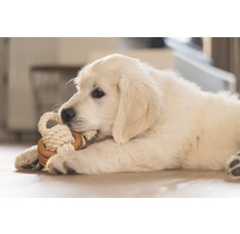 Un pui jucăuș de Golden Retriever mestecă o jucărie din funie.