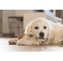 Un pui de Golden Retriever se joacă cu o jucărie din sfoară