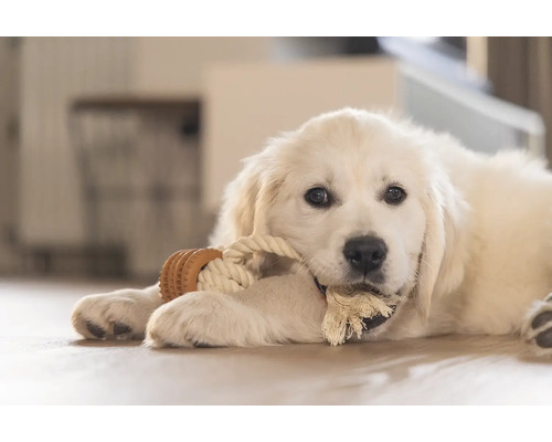 Un pui de Golden Retriever se joacă cu o jucărie din sfoară