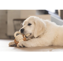 Pui de Golden Retriever se joacă cu o jucărie din frânghie