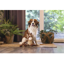 Câine șezând cu o jucărie de pluș pe un covor într-o cameră cu plante de interior.