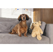 Teckel stă lângă o jucărie de pluș pe o canapea.