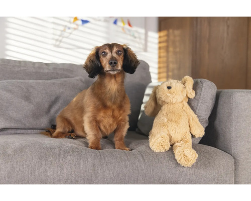 Teckel stă lângă o jucărie de pluș pe o canapea.