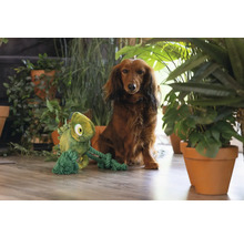 Teckel cu o jucărie de câine cameleon din pluș și frânghie, înconjurat de plante de interior