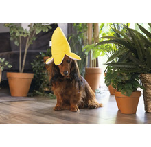 Un teckel poartă o pălărie de banană într-o cameră luminoasă.