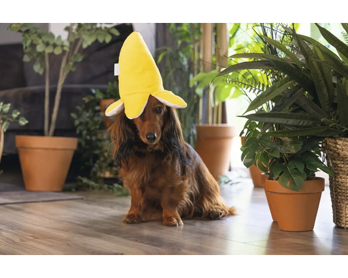 Un teckel poartă o pălărie de banană într-o cameră luminoasă.