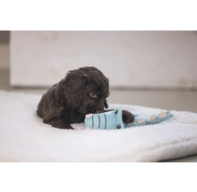 Cățel maro jucându-se cu o jucărie crocodil pe o suprafață moale.