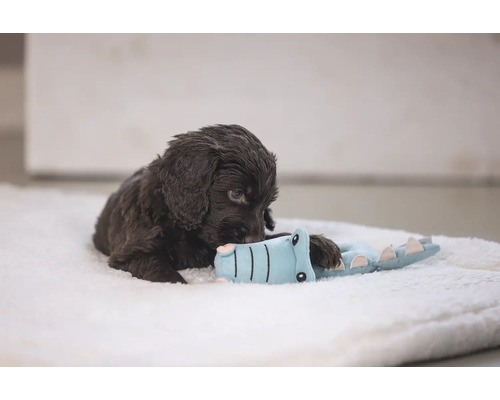 Cățel maro jucându-se cu o jucărie crocodil pe o suprafață moale.