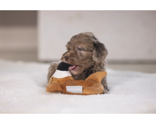 Un cățeluș mestecă o jucărie pentru câini în formă de rață.