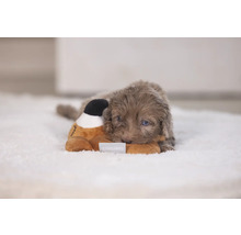 Un cățeluș stă întins pe un covor și se cuibărește cu o jucărie de pluș.