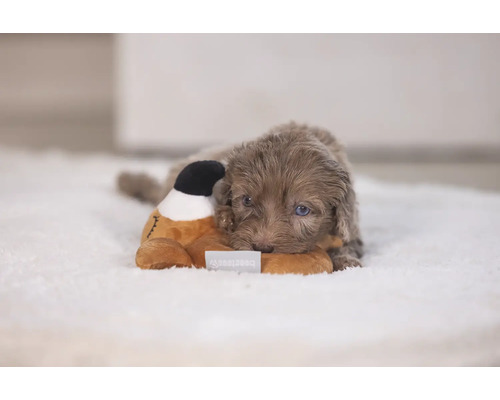 Un cățeluș stă întins pe un covor și se cuibărește cu o jucărie de pluș.