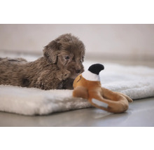 Un cățeluș pudel maro stă întins pe o pătură moale și se uită atent la o jucărie.