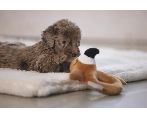 Un cățeluș pudel maro stă întins pe o pătură moale și se uită atent la o jucărie.