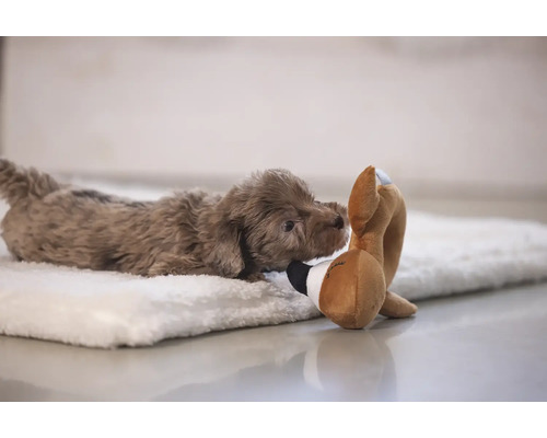 Cățeluș maro cu jucărie pe o suprafață moale