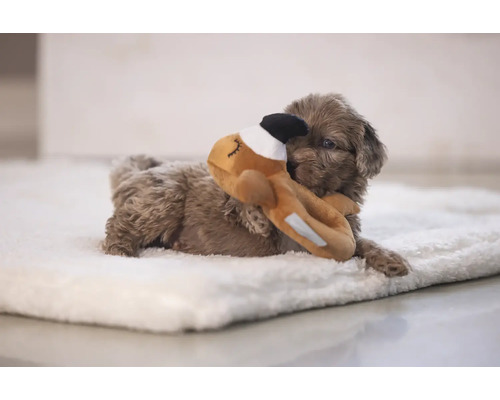 Un cățeluș maro stă întins pe o pătură albă și se joacă cu o jucărie de pluș.