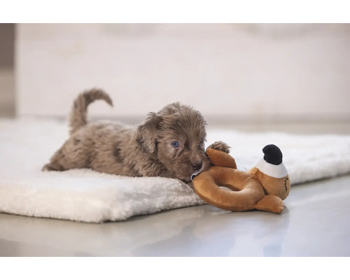 Un cățeluș stă întins pe o pătură moale și se joacă cu o jucărie de pluș.