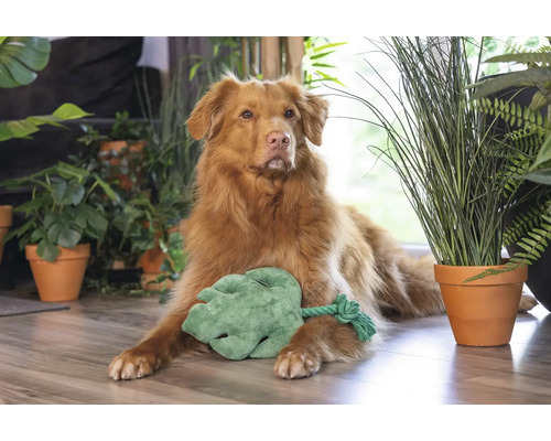 Câine întins pe podea cu o frunză de jucărie înconjurat de plante de interior.