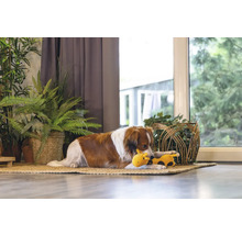 Câine culcat cu o jucărie pe un covor în fața ferestrei