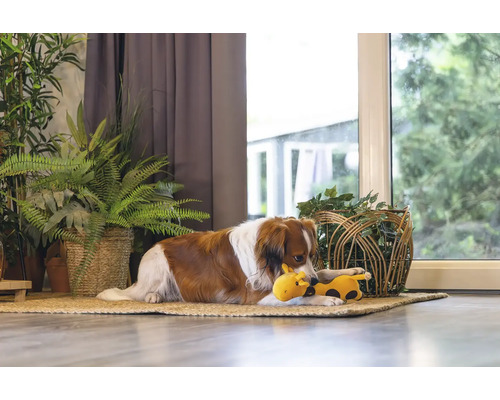 Câine culcat cu o jucărie pe un covor în fața ferestrei