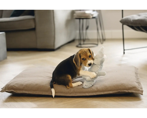 Un pui de beagle se joacă cu o jucărie de pluș pe o pernă pentru câini într-un living.