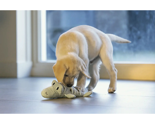 Un pui de labrador se joacă cu o jucărie de pluș în formă de crocodil.