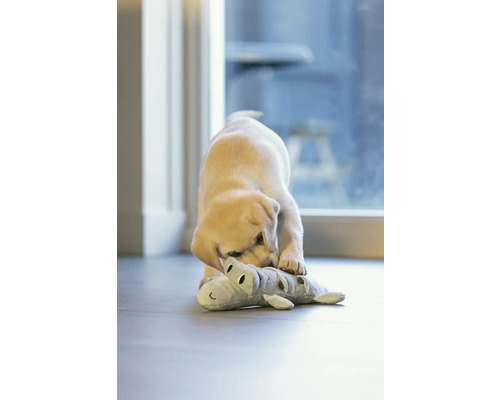 Un labrador tânăr se joacă cu un aligator de pluș în casă.