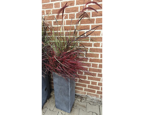 Iarbă ornamentală în jardinieră în fața unui zid de cărămidă