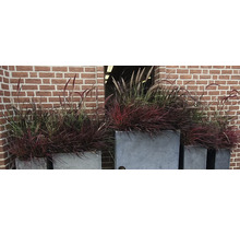 Ierburi decorative în jardiniere în fața unui zid de cărămidă