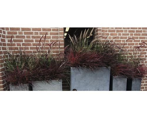 Ierburi decorative în jardiniere în fața unui zid de cărămidă
