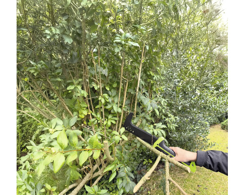O persoană folosește un fierăstrău de ramuri pentru a tăia un arbust în grădină.