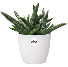 Plantă Sansevieria în ghiveci alb cu logo Elho
