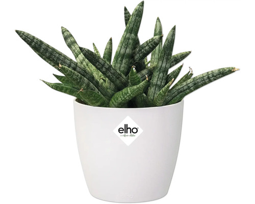 Plantă Sansevieria în ghiveci alb cu logo Elho