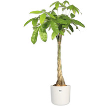 Pachira aquatica în ghiveci