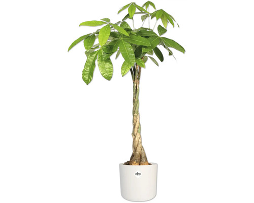 Pachira aquatica în ghiveci